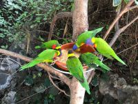 Loro Parque &ndash; &copy; Francisco Javier Burgos Gutierrez (Eberhardt TRAVEL)