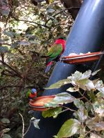 Loro Parque &ndash; &copy; Francisco Javier Burgos Gutierrez (Eberhardt TRAVEL)