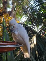 Loro Parque &ndash; &copy; Francisco Javier Burgos Gutierrez (Eberhardt TRAVEL)