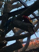 Loro Parque  &ndash; &copy; Francisco Javier Burgos Gutierrez (Eberhardt TRAVEL)