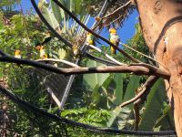 Loro Parque &ndash; &copy; Francisco Javier Burgos Gutierrez (Eberhardt TRAVEL)