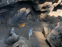 Loro Parque  &ndash; &copy; Francisco Javier Burgos Gutierrez (Eberhardt TRAVEL)