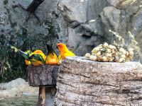 Loro Parque &ndash; &copy; Francisco Javier Burgos Gutierrez (Eberhardt TRAVEL)