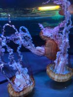 Loro Parque &ndash; &copy; Francisco Javier Burgos Gutierrez (Eberhardt TRAVEL)