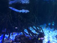 Loro Parque &ndash; &copy; Francisco Javier Burgos Gutierrez (Eberhardt TRAVEL)