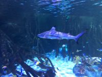 Loro Parque &ndash; &copy; Francisco Javier Burgos Gutierrez (Eberhardt TRAVEL)