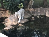 Loro Parque &ndash; &copy; Francisco Javier Burgos Gutierrez (Eberhardt TRAVEL)