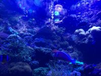 Loro Parque &ndash; &copy; Francisco Javier Burgos Gutierrez (Eberhardt TRAVEL)
