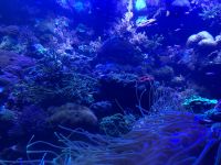Loro Parque  &ndash; &copy; Francisco Javier Burgos Gutierrez (Eberhardt TRAVEL)