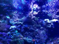 Loro Parque  &ndash; &copy; Francisco Javier Burgos Gutierrez (Eberhardt TRAVEL)