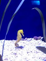 Loro Parque &ndash; &copy; Francisco Javier Burgos Gutierrez (Eberhardt TRAVEL)