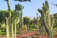 58 Euphorbien &ndash; &copy; Susanne Schirmann (Eberhardt TRAVEL)