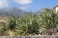 85 Güimar &ndash; &copy; Susanne Schirmann (Eberhardt TRAVEL)