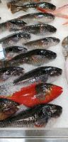 109 Impressionen aus der Fischhalle &ndash; &copy; Susanne Schirmann (Eberhardt TRAVEL)