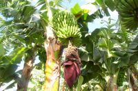124 Bananenstaude &ndash; &copy; Susanne Schirmann (Eberhardt TRAVEL)