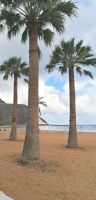139 Las Teresitas &ndash; &copy; Susanne Schirmann (Eberhardt TRAVEL)