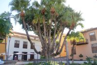 178 Icod de los Vinos &ndash; &copy; Susanne Schirmann (Eberhardt TRAVEL)