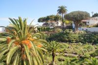190  Icod de los Vinos &ndash; &copy; Susanne Schirmann (Eberhardt TRAVEL)