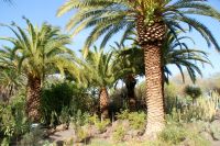 192   Icod de los Vinos &ndash; &copy; Susanne Schirmann (Eberhardt TRAVEL)
