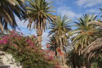 201 Teneriffa &ndash; &copy; Susanne Schirmann (Eberhardt TRAVEL)