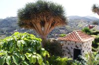 222 Drachenbaum La Gomera &ndash; &copy; Susanne Schirmann (Eberhardt TRAVEL)