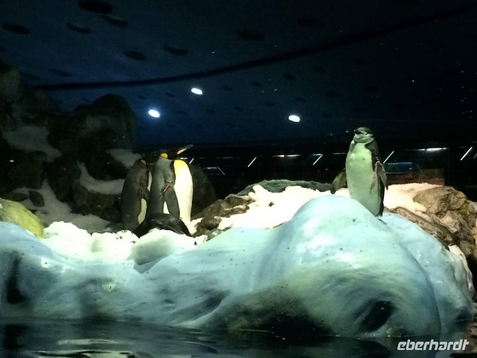 004 Loro Parque &ndash; &copy; Ngoc Anh Nguyen (Eberhardt TRAVEL)