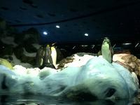 004 Loro Parque &ndash; &copy; Ngoc Anh Nguyen (Eberhardt TRAVEL)