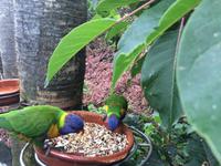 006 Loro Parque &ndash; &copy; Ngoc Anh Nguyen (Eberhardt TRAVEL)