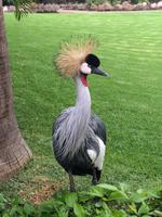 009 Loro Parque &ndash; &copy; Ngoc Anh Nguyen (Eberhardt TRAVEL)