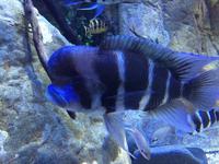 011 Loro Parque &ndash; &copy; Ngoc Anh Nguyen (Eberhardt TRAVEL)