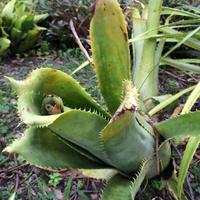 034 Botanischer Garten &ndash; &copy; Ngoc Anh Nguyen (Eberhardt TRAVEL)