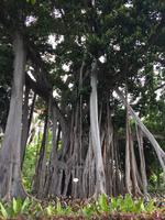 035 Botanischer Garten &ndash; &copy; Ngoc Anh Nguyen (Eberhardt TRAVEL)