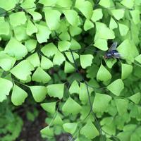 038 Botanischer Garten (3) &ndash; &copy; Ngoc Anh Nguyen (Eberhardt TRAVEL)