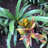 039 Botanischer Garten &ndash; &copy; Ngoc Anh Nguyen (Eberhardt TRAVEL)
