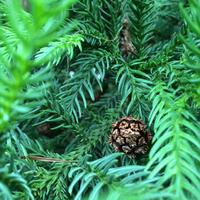 042 Botanischer Garten (2) &ndash; &copy; Ngoc Anh Nguyen (Eberhardt TRAVEL)