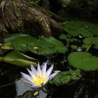044 Botanischer Garten &ndash; &copy; Ngoc Anh Nguyen (Eberhardt TRAVEL)