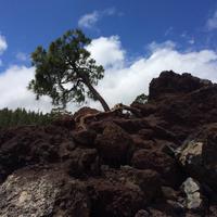 314 Teide-Nationalpark &ndash; &copy; Ngoc Anh Nguyen (Eberhardt TRAVEL)
