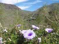 Masca - Teneriffa &ndash; &copy; Rebekka Böhme (Eberhardt TRAVEL)