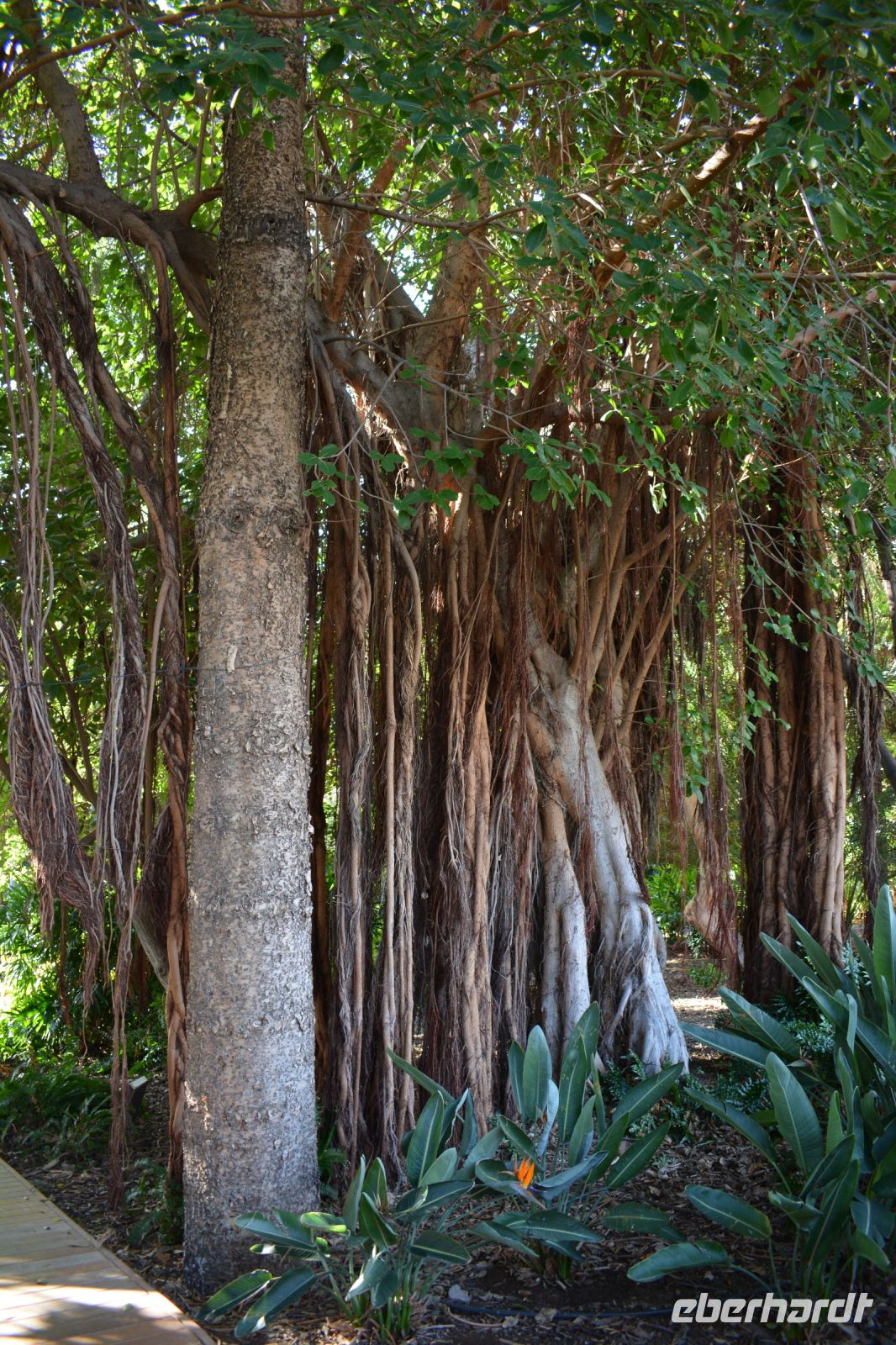 Teneriffa - Santa Cruz (2) &ndash; &copy; Franziska Barthel (Eberhardt TRAVEL)