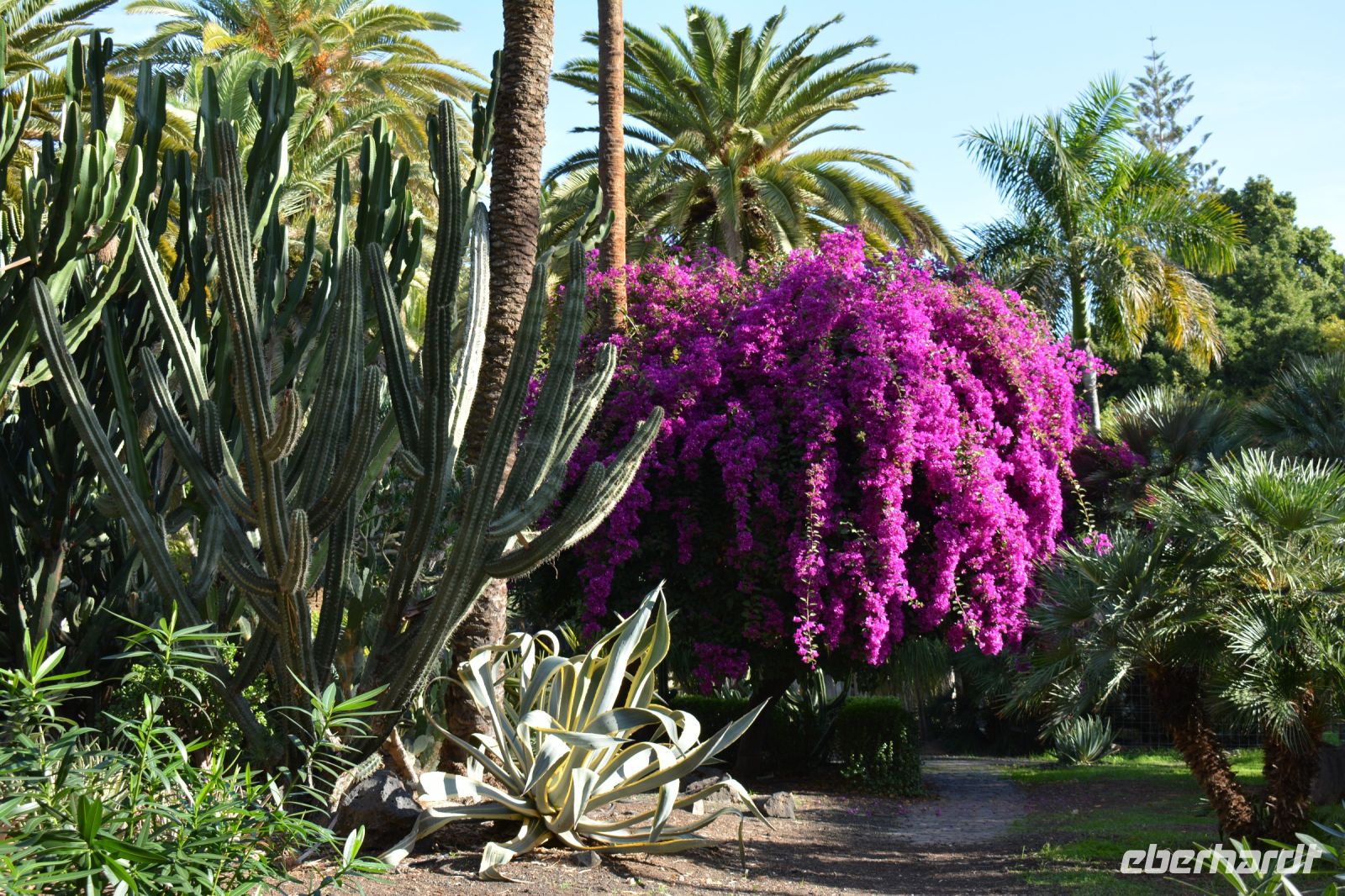 Teneriffa - Santa Cruz (3) &ndash; &copy; Franziska Barthel (Eberhardt TRAVEL)