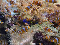 Finden Sie Nemo? &ndash; &copy; Dennis Teichmann (Eberhardt TRAVEL)