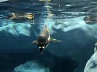 Loro Park, Teneriffa &ndash; &copy; Katrin Jähne (Eberhardt TRAVEL)