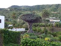 Drachenbaum in Icod de los Vinos in Teneriffa (6) &ndash; &copy; Benjamin Rodriguez Manzanares (Eberhardt TRAVEL)