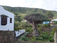 Drachenbaum in Icod de los Vinos in Teneriffa (7) &ndash; &copy; Benjamin Rodriguez Manzanares (Eberhardt TRAVEL)