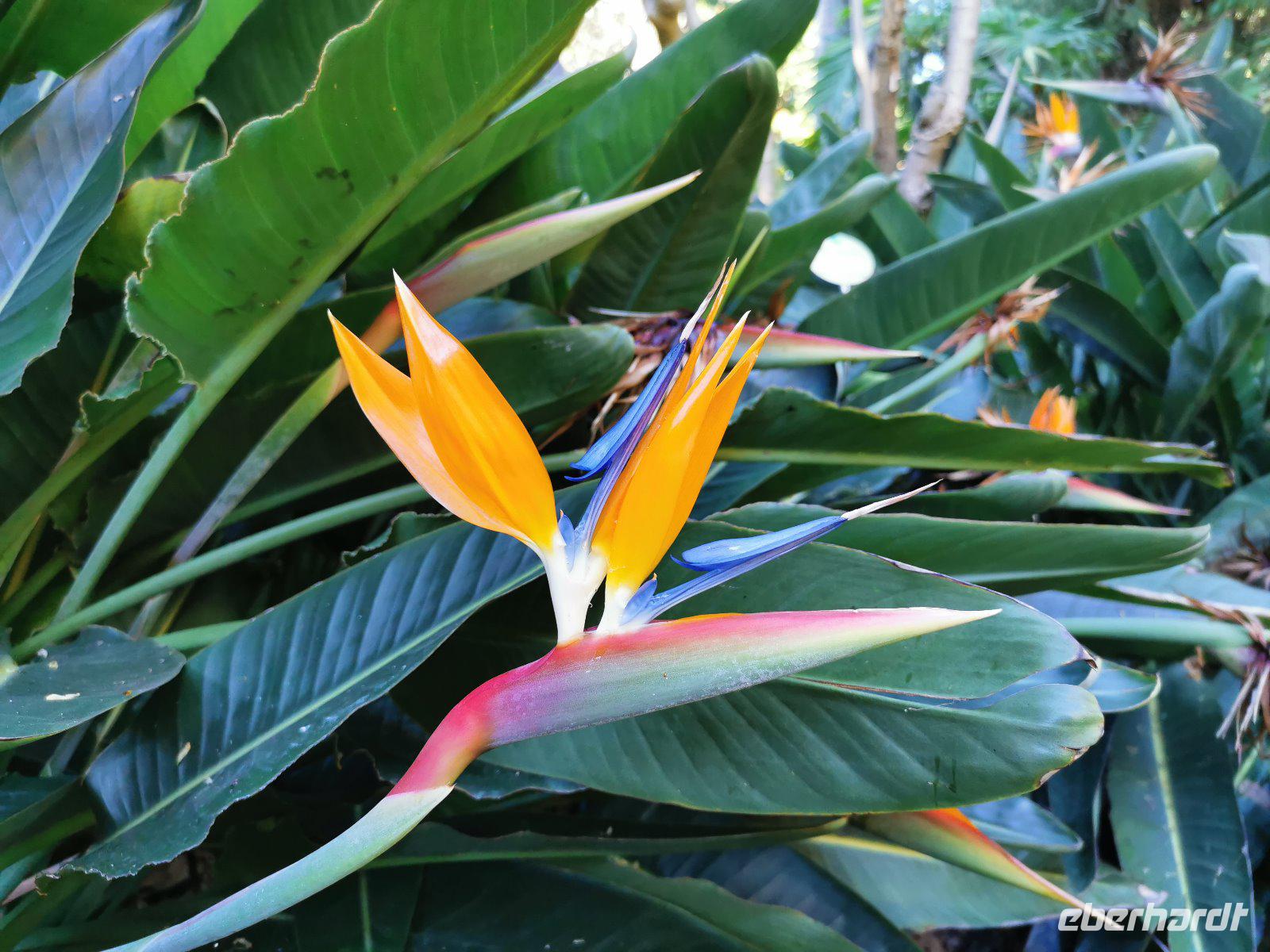 Jardin Botanico &ndash; &copy; Isabel Zwanzig (Eberhardt TRAVEL)
