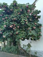 Hyacinthen Baum &ndash; &copy; Isabel Zwanzig (Eberhardt TRAVEL)