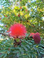 Jardin Botanico &ndash; &copy; Isabel Zwanzig (Eberhardt TRAVEL)