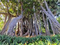 Ficus macrophylla &ndash; &copy; Isabel Zwanzig (Eberhardt TRAVEL)