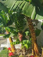 Puerto de la Cruz &ndash; &copy; Isabel Zwanzig (Eberhardt TRAVEL)