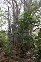 Baobab &ndash; &copy; Anna Stiebing (Eberhardt TRAVEL)
